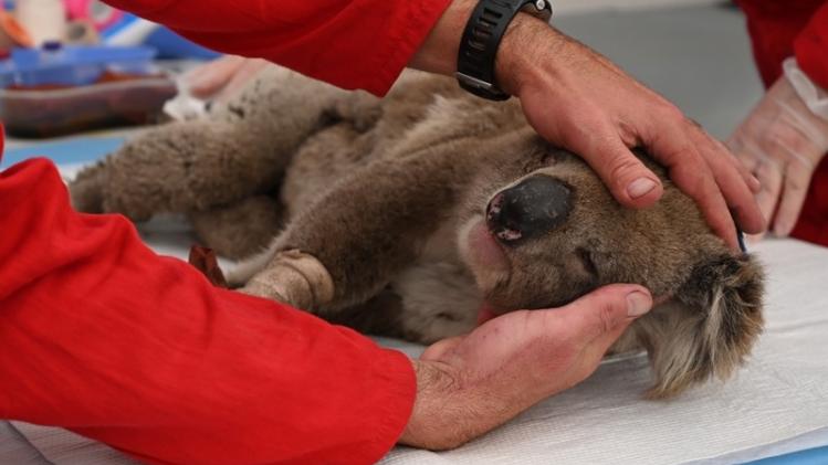 AUSTRALIA-FIRES-ANIMALS-KOALA
